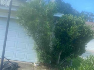 Naureen W.'s Bush Trimming service result
