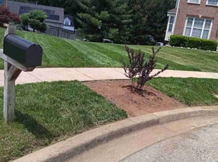Frances A.'s Lawn Service service result