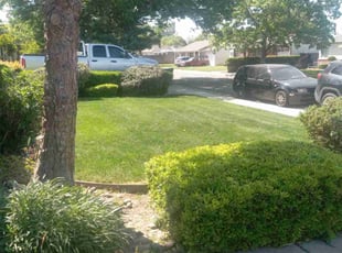 Bush Trimming by Thomas Hancock for Ro M. in Stockton, CA