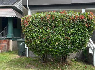 Bush Trimming by James Mozelle for Janeih B. in Norfolk, VA