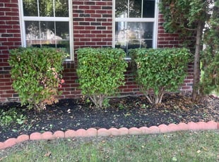 Bush Trimming by Eugenio Cuenca for Praveen V. in Greenwood, IN
