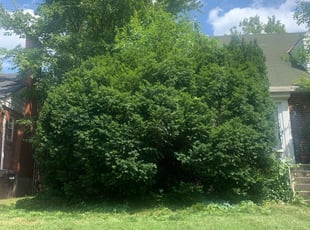 Bush Trimming by Dylan Butler for Mr Keith W. in Cincinnati, OH