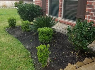Bush Trimming by Rolando Callejas for Anthony D. in Katy, TX