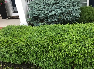 Bush Trimming by DeQuan McKee for Jasmine L. in New Albany, OH