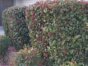 Bush Trimming by Ajai Narayan for Dennis T. in Sacramento, CA