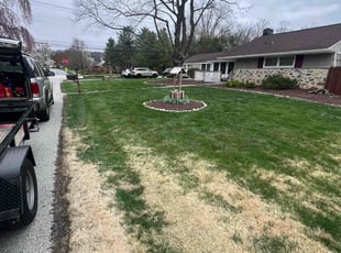 Alex M.'s Lawn Mowing Service service result