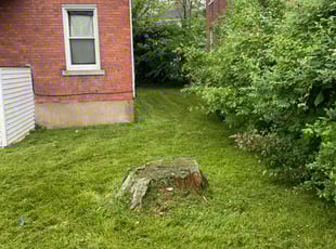 Silvia D.'s Lawn Care service result