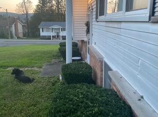 Bush Trimming by Dakota Cox for Lauren G. in South Abington Township, PA