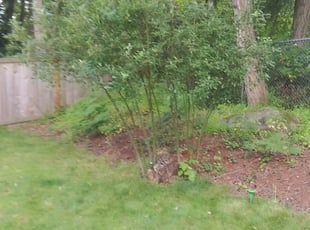 Bush Trimming by Robert McDermaid for Allen A. in Auburn, WA