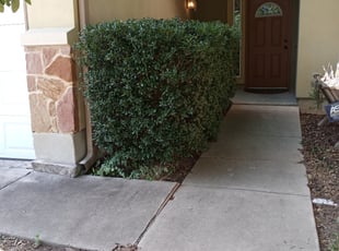 Bush Trimming by Robert Stewart for Allie C. in Austin, TX