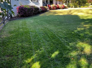 Sal L.'s Lawn Mowing service result