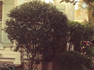 Bush Trimming by Brandon Sanders for John b. in Mount Pleasant, SC