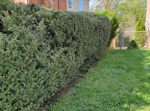 Bush Trimming by Edwin Villagran for Amber Y. in Silver Spring, MD