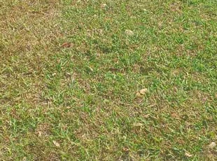 Landscaping by Efrain Perez for Austin C. in Fulshear, TX