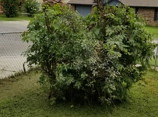 Bush Trimming by Andrew Bussey for Cody M. in Tulsa, OK