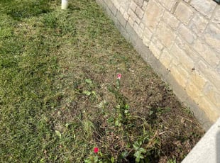 Weeding by Samuel Alatorre for Bonnie L. in Grove City, OH