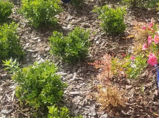 Weeding by Eric Jones for Donald K. in Riverview, FL