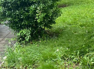 Bush Trimming by Edward Wilder for Kendyll B. in Bowie, MD