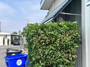 Bush Trimming by Aristeo Valladares for Nathan R. in Bloomington, CA
