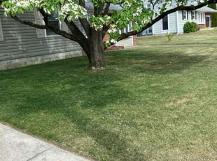 Salem G.'s Lawn Maintenance service result