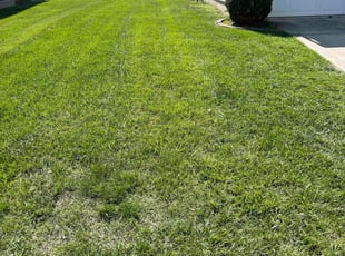 DβArcy P.'s Yard Cutting service result