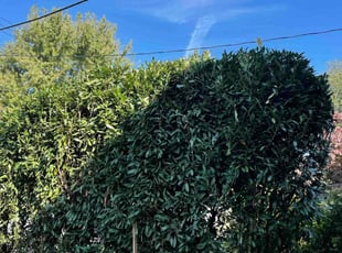 Bush Trimming by Edgar Elmore for Maia M. in Washington, DC