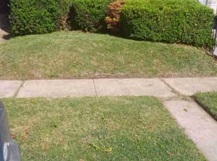 Bush Trimming by Christopher Richardson Sr for Rachel E. in St. Louis, MO