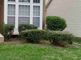 Bush Trimming by Tommi Tom for Janice W. in Bowie, MD