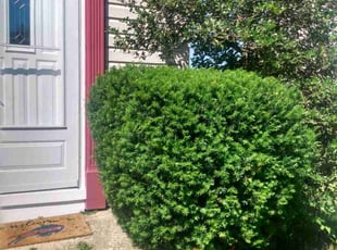 Bush Trimming by Bernard Frampton for Tracie P. in Abingdon, MD