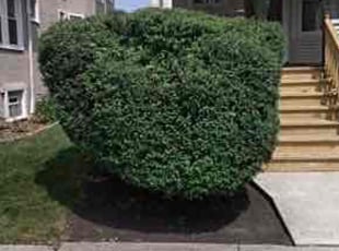 Bush Trimming by Terjuan Short for Jennifer T. in Oak Park, IL