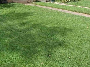 Tye W.'s Lawn Mowing Service service result