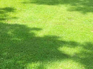 Cheryl C.'s Grass Cutting service result