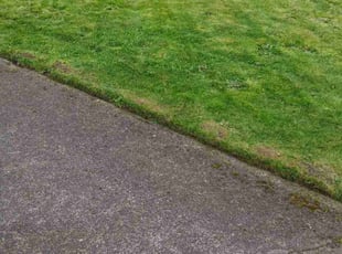 Tosha B.'s Lawn Care service result