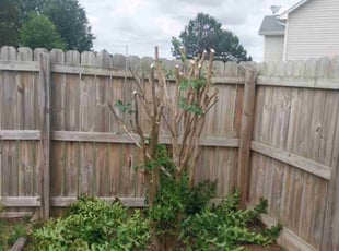 Bush Trimming by Timothy Pannell for Tj J. in Greensboro, NC