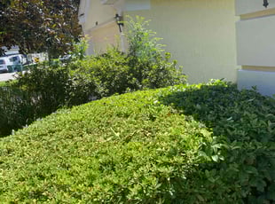 Bush Trimming by Shaun Waters for ANESTACIA S. in Jacksonville, FL