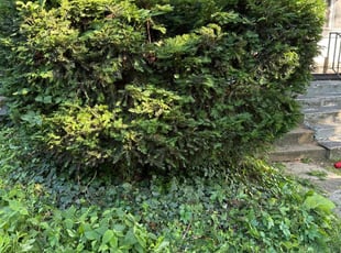 Thomas R.'s Bush Trimming service result
