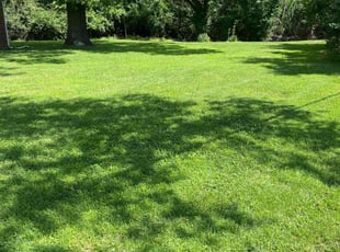 Tracie M.'s Lawn Service service result