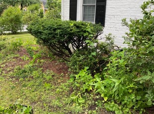 Bush Trimming by Percy Esteban Perez for Lawson M. in Westwood, MA