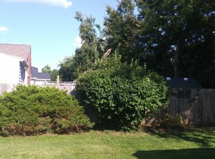 Bush Trimming by Blake Andersen for Lynn A. in Cincinnati, OH