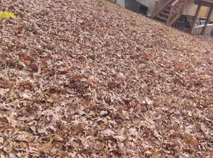 Cleanups by Allan Roberts for Moses N. in Fairfax, Va