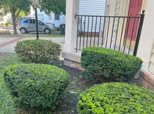 Bush Trimming by Ines Pereira for Sharon-Denise N. in Bristow, VA