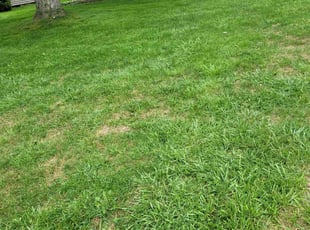Leaf Removal by Janell Moreland for Dawn T. in Rochester, NY