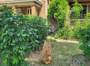Bush Trimming by Douglas Rivas for Dionne M. in Washington, DC