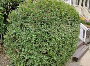 Bush Trimming by Jason Skeens for Hannah B. in Columbus, OH