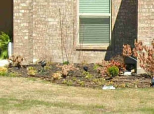 Bush Trimming by Stephanie Kerr for M. in Joshua, TX