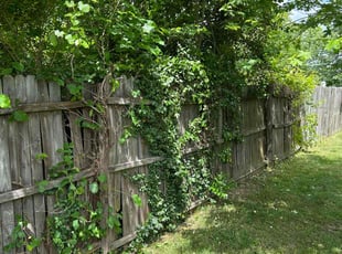 Bush Trimming by Manuel Soriano for Pia H. in High Point, NC