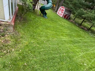 Tanny m.'s Lawn Mowing service result