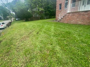 Leaf Removal by Elvis Perez for Mercedes H. in Westwood, NJ