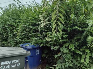 Bush Trimming by Matthew Spinelli for LaTasha G. in Bridgeport, CT
