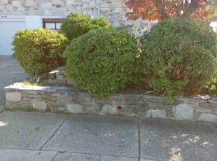 Bush Trimming by Matt Brady for Fredrick H. in Philadelphia, PA